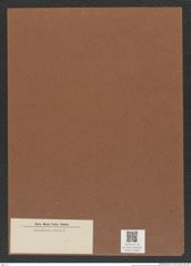 Diatomeae indet. Zeichnungen Sammlung Grunow Mappe 04508 (Herbarium_W_Grunow_drawings_Folder_04508)